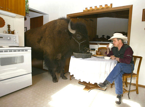 060802-buffalo_big.jpg