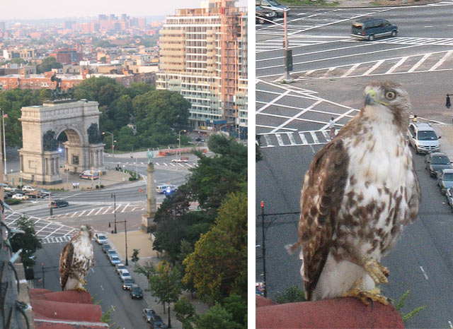 2007_07_hawk.jpg