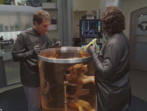 292px-Porthos_in_surgery_super-hydrated-1