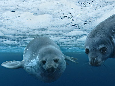 Oceans-Disney-movie_400 Oceans-Disney-movie_400