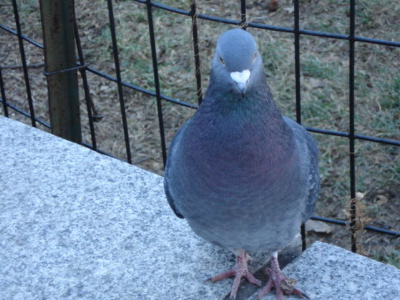 pigeon.jpg