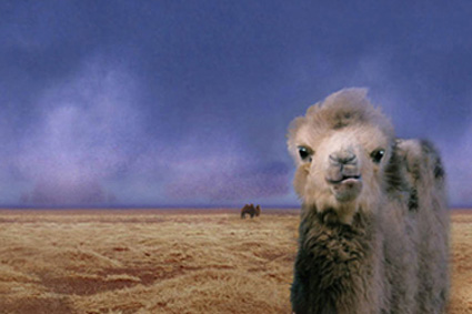 weeping-camel_panorama.jpg